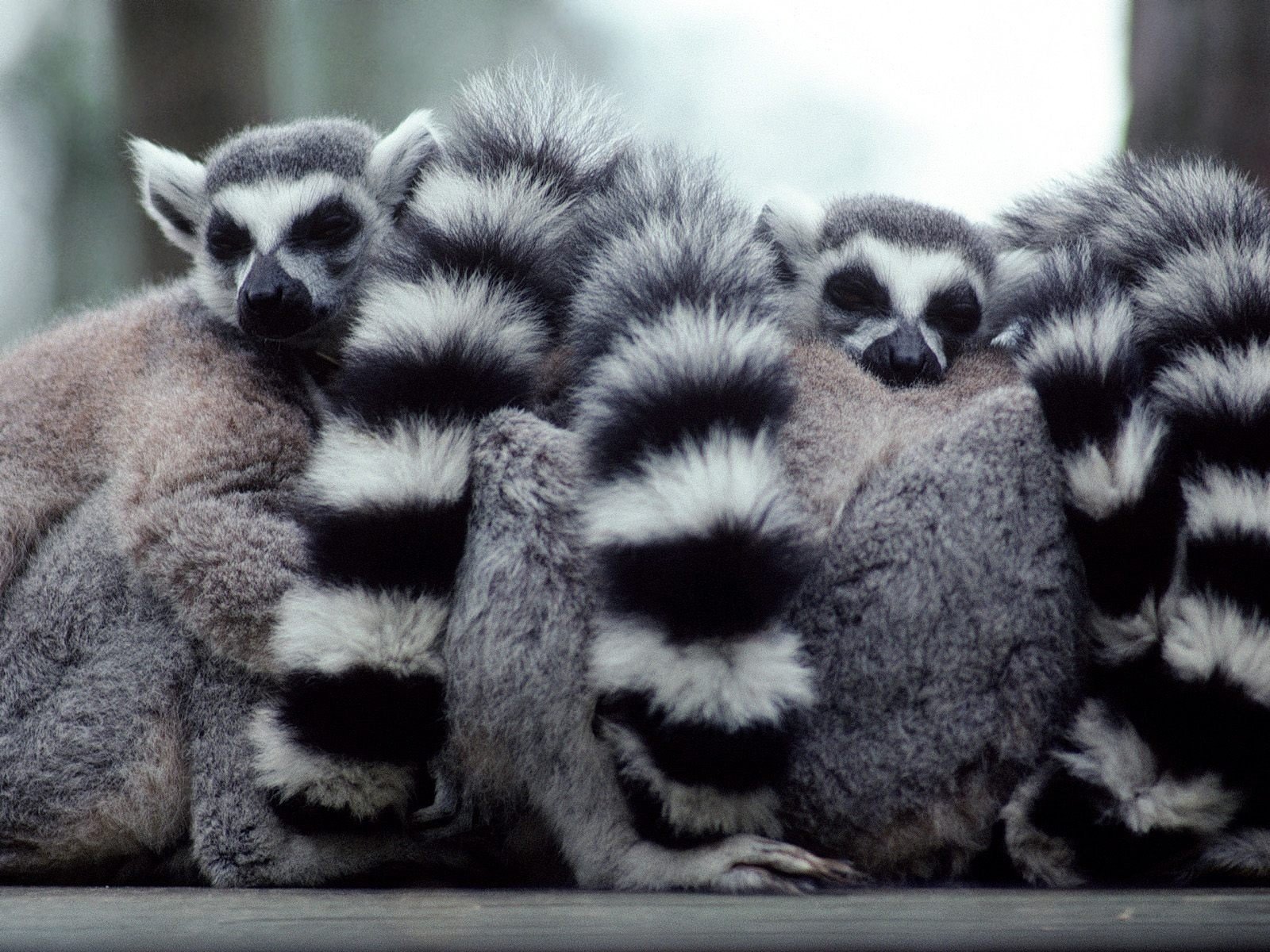 a lump of lemurs lémures de cola anillada negro lémures colas rayas blanco