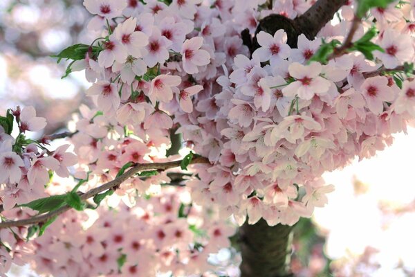 Sakura floreciente en primavera, abundancia de flores