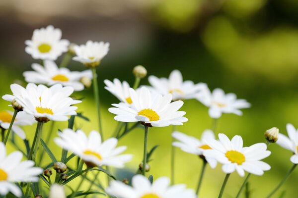 Summer buds of daisies in nature