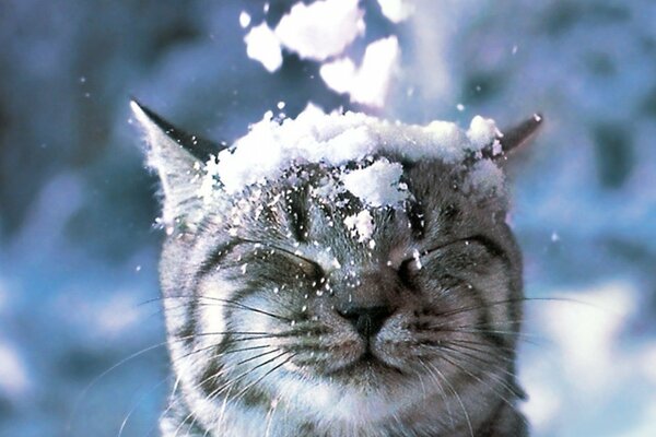 Schneekatze im Winter