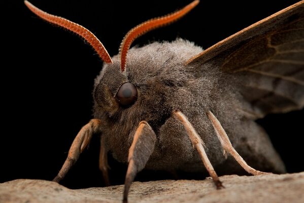 Eyes, antennae, legs of a moth in detail