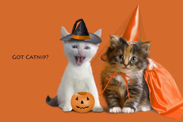 Divertidos gatitos en disfraces de Halloween