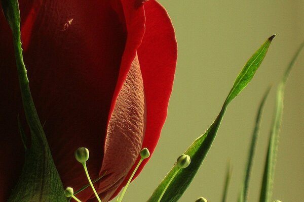 Rose rouge, gros plan de bourgeon fort