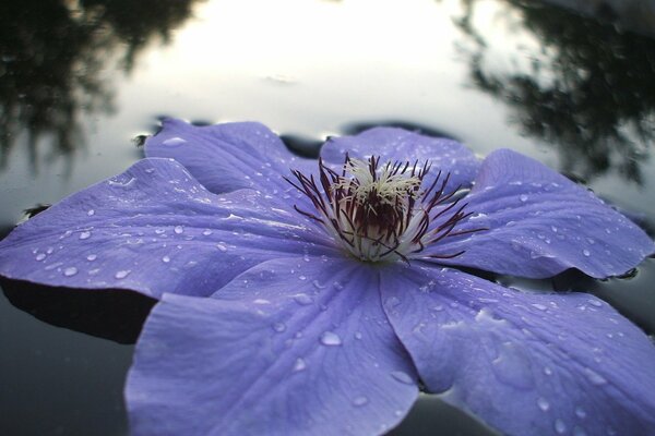 Belle Fleur sur le lac miroir