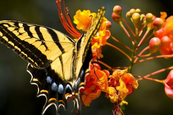 Mariposa brillante en las flores