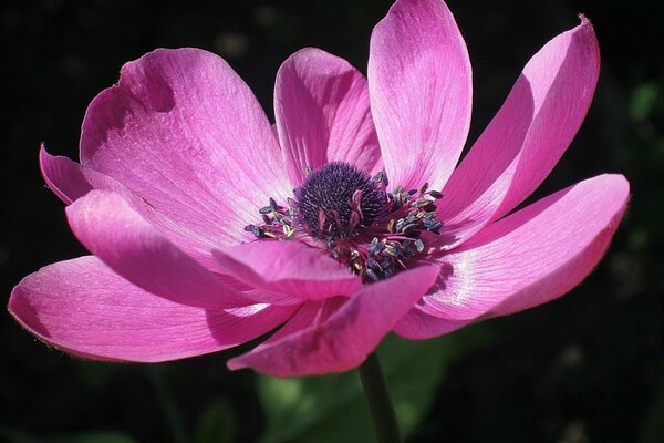 Bel fiore rosa decorare il vostro schermo