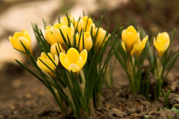 Primroses on the bare ground in spring