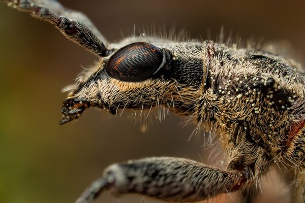 Antennae and insect eyes in macro photography