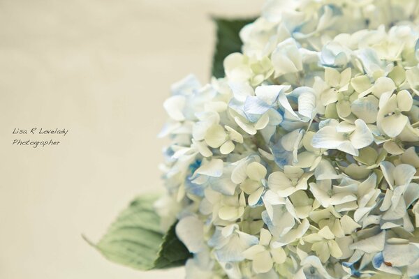 Blue-white hydrangea