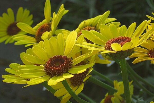 Yellow garden flowers similar to chamomile