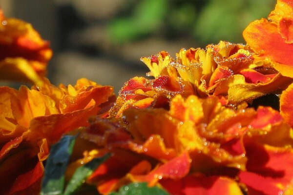 Flores brillantes caléndulas con rocío de la mañana