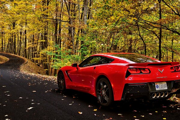 Rojo Chevrolet Corvette en el fondo de la carretera del bosque