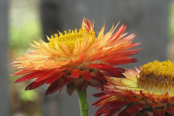 Flores brillantes de flores secas con muchas hojas