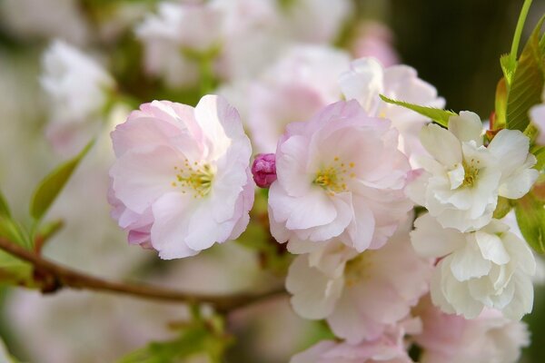 Photo de gros plan de fleurs de cerisier