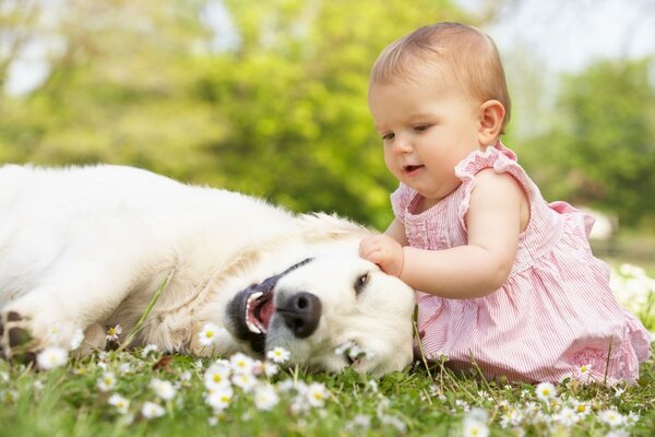 Fondo de pantalla positivo con el perro de bebéen el césped con flores súper amistad