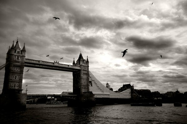 Black and white Tower Bridge with birds