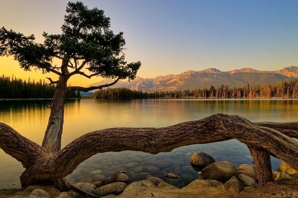 Sonnenuntergang mit Blick auf den See in der Nähe eines umgestürzten Baumes