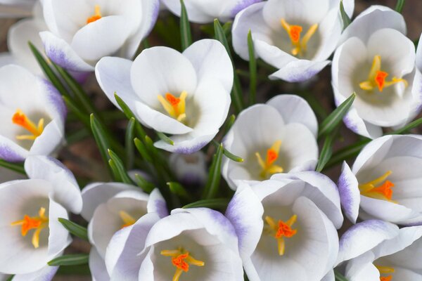 Ramos de flores de azafrán de primavera