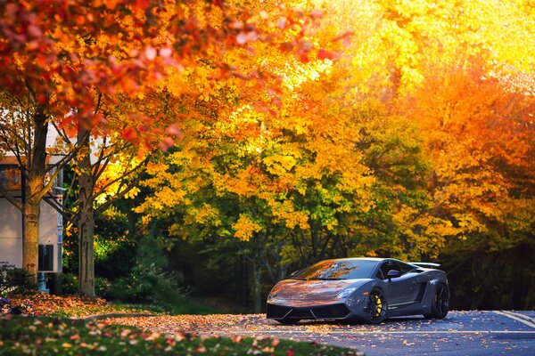 A sports car. On the background is a tree with yellow leaves