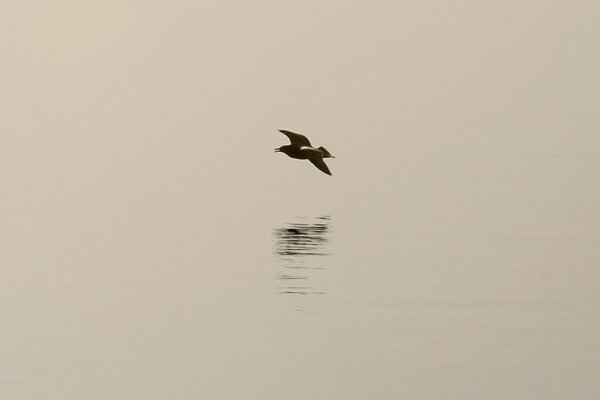 A lonely seagull in the midst of a huge sea