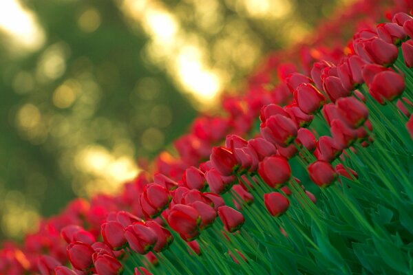 Viele rote Tulpen mit unscharfen Hintergründen