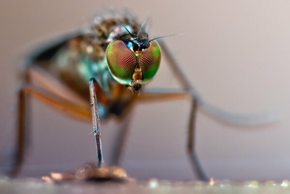 Macro shooting of insect eyes