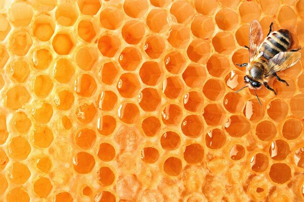 A bee on a honeycomb with delicious honey