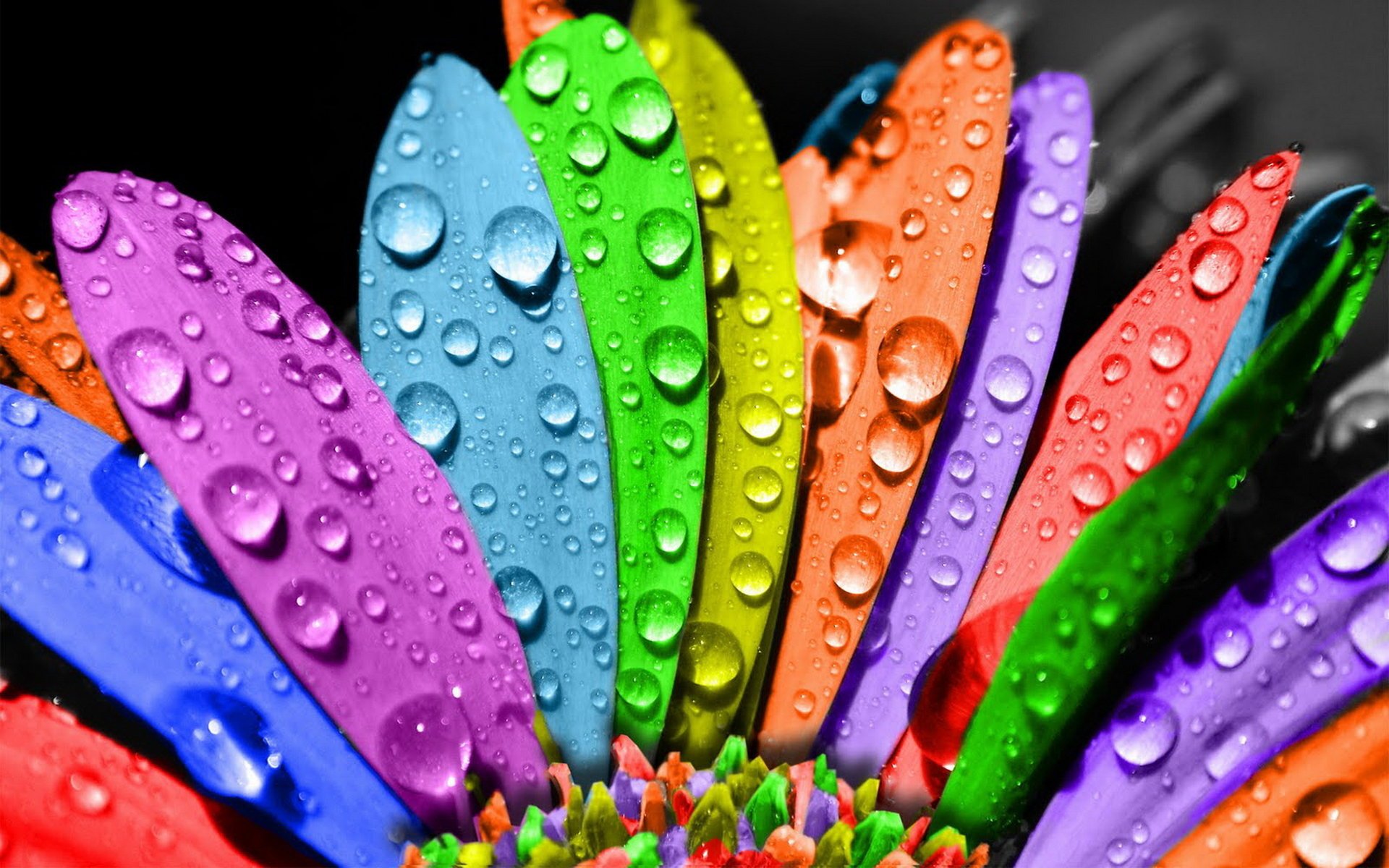 flower color petal