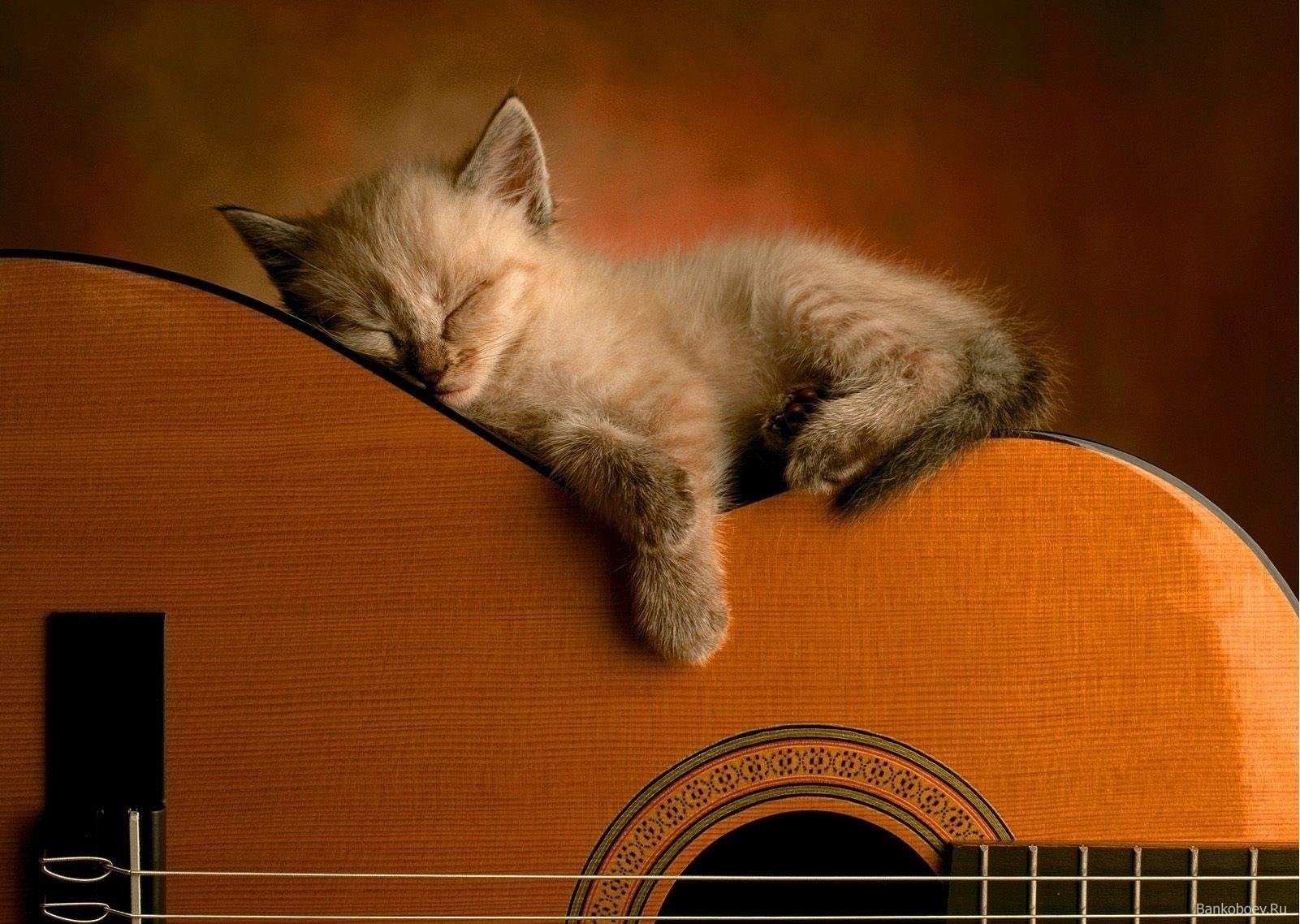 chaton guitare