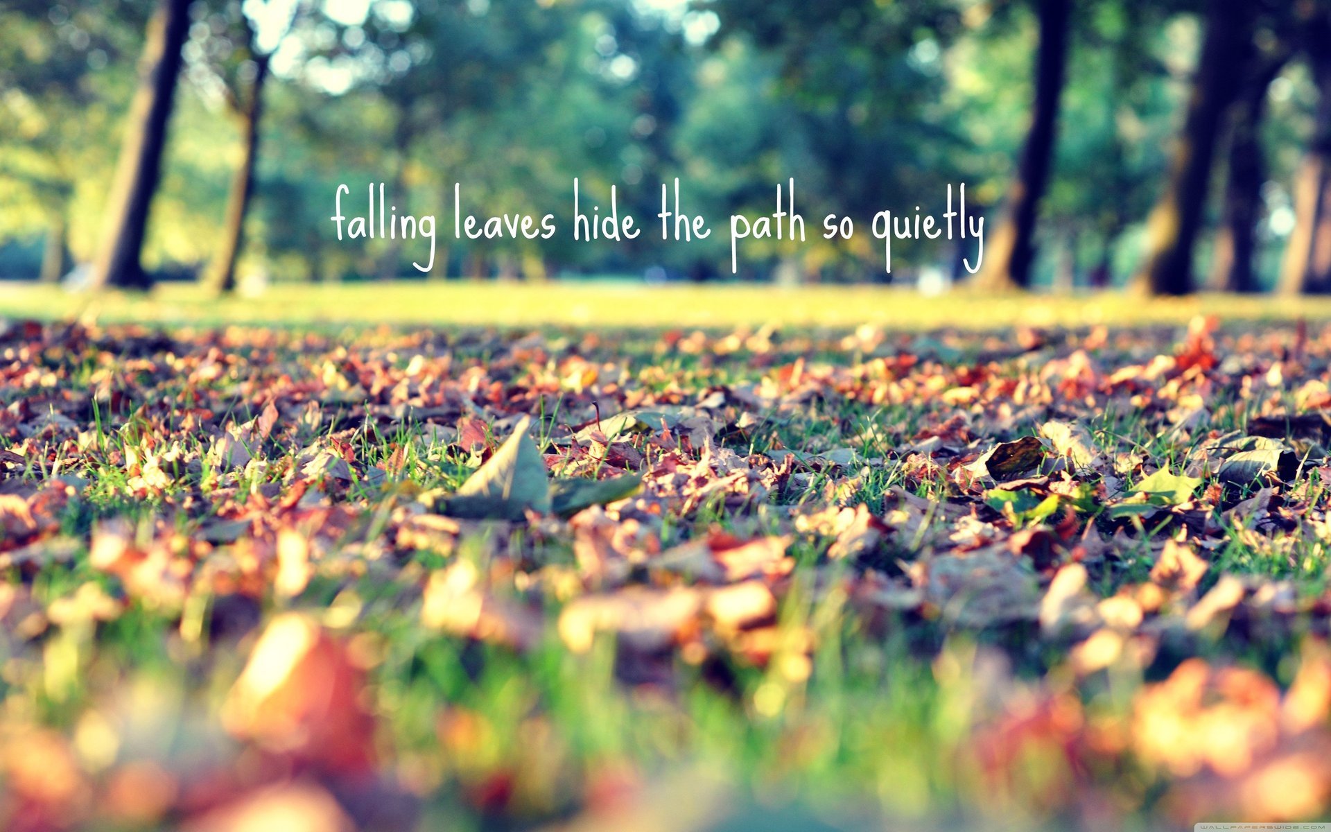 feuilles automne parc