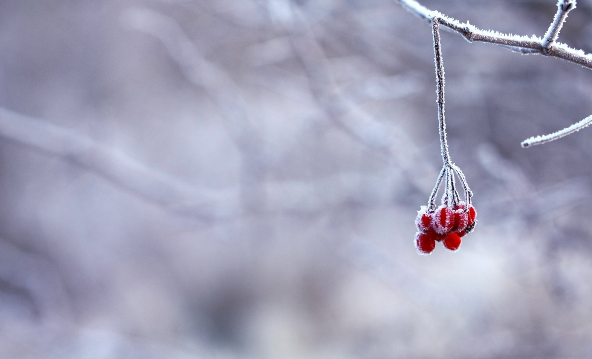 winter snow frost berries branch red
