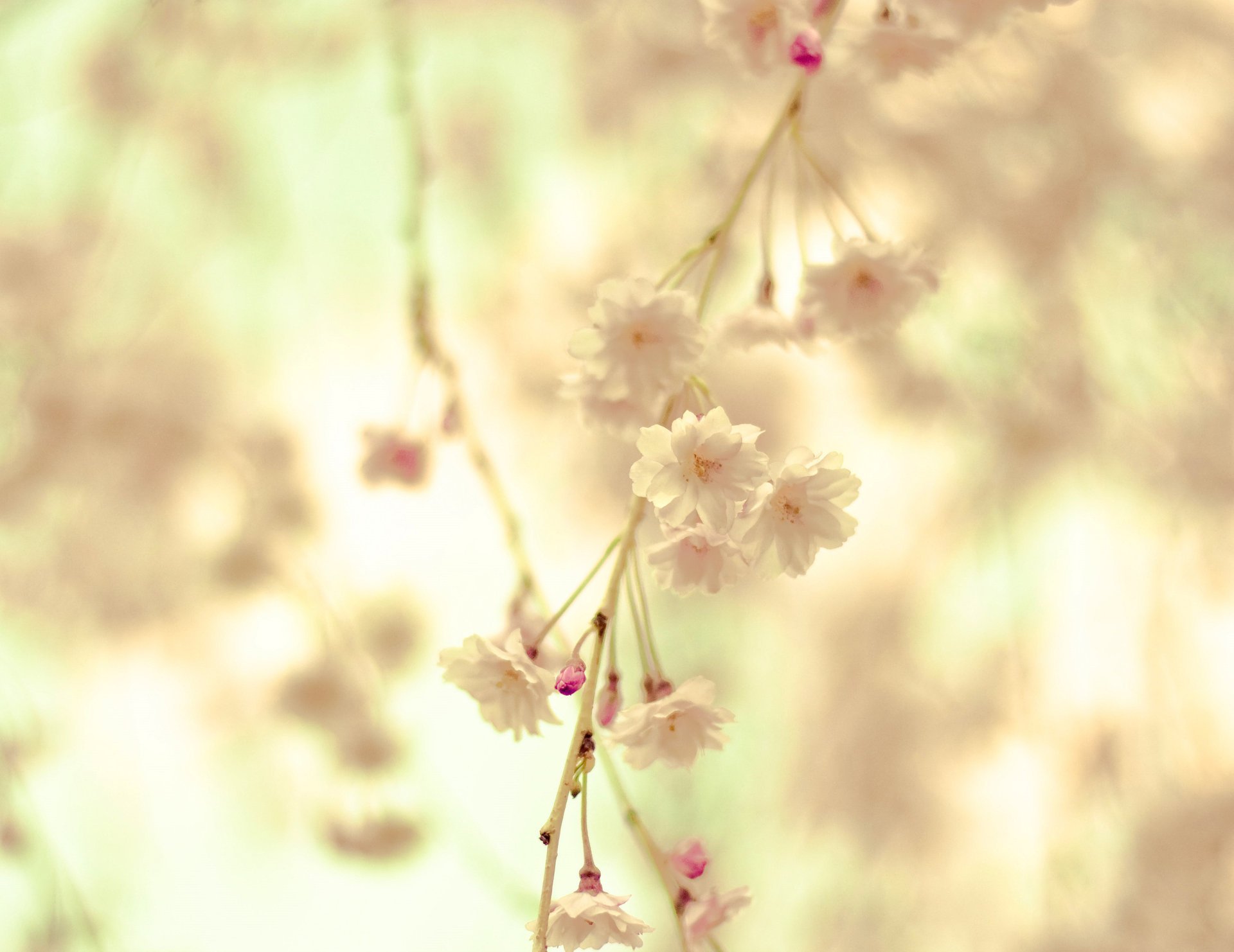 blumen zweig creme blüte zweig zärtlichkeit