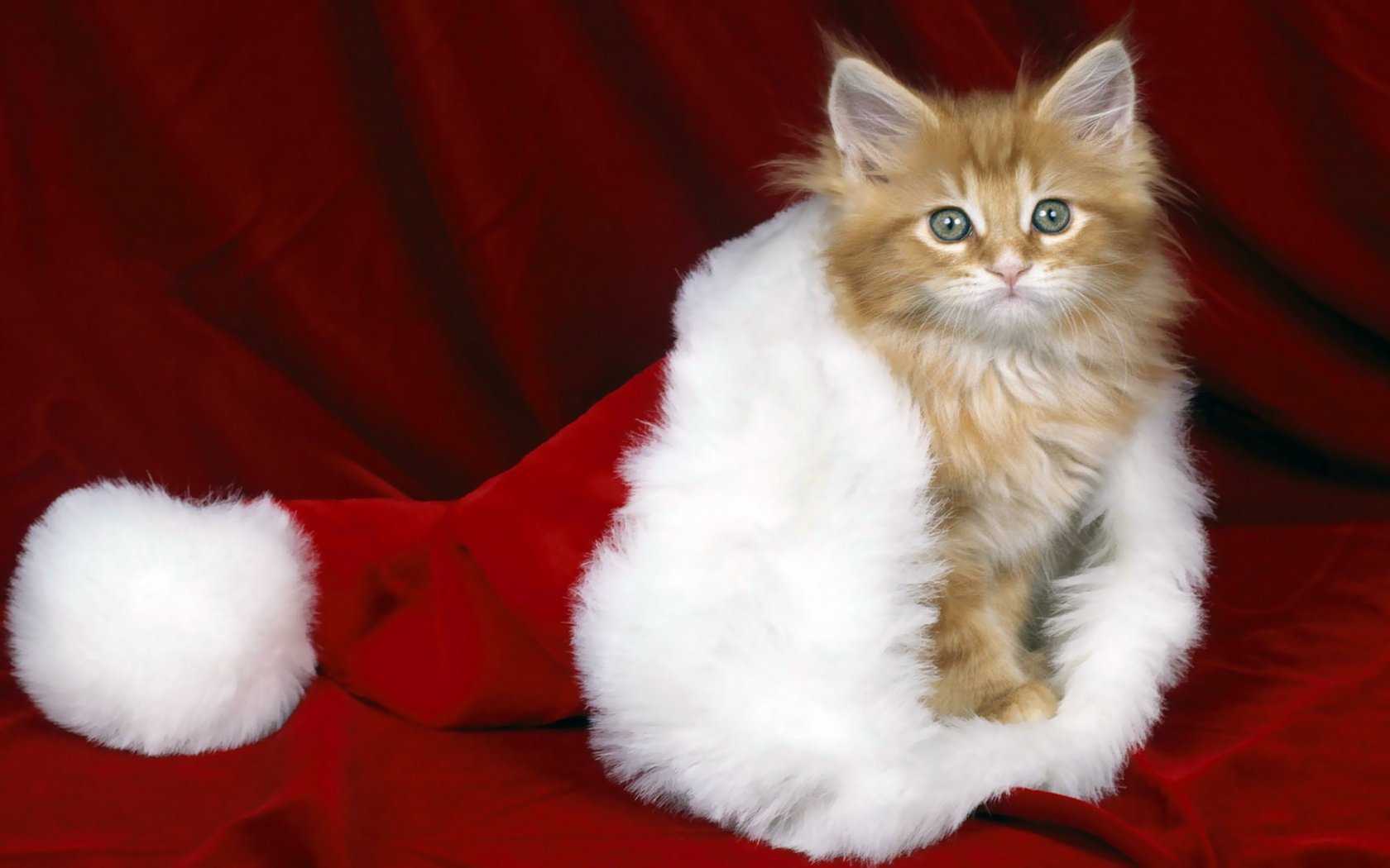 new year hat kitty red