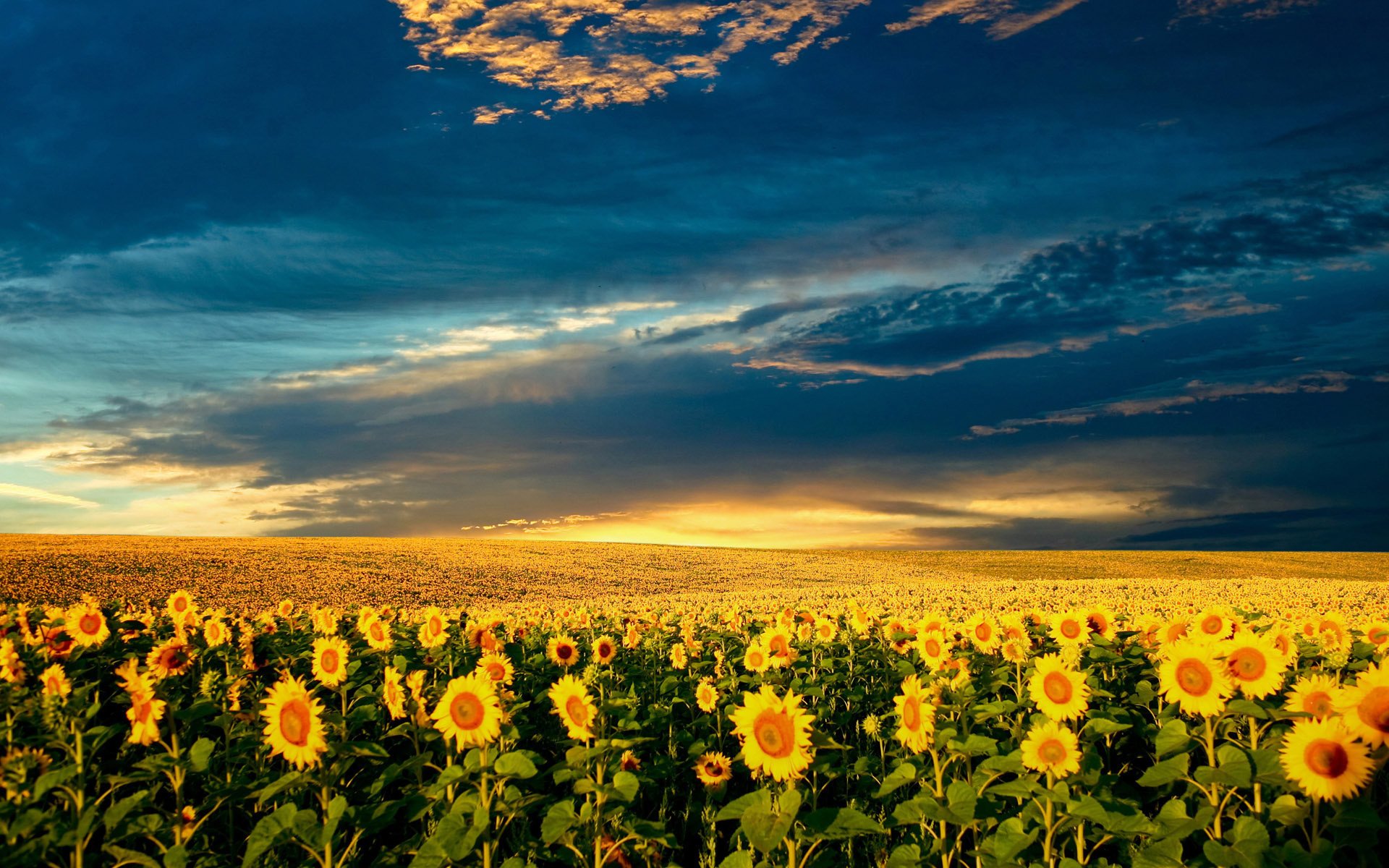 champ ciel tournesols nuages