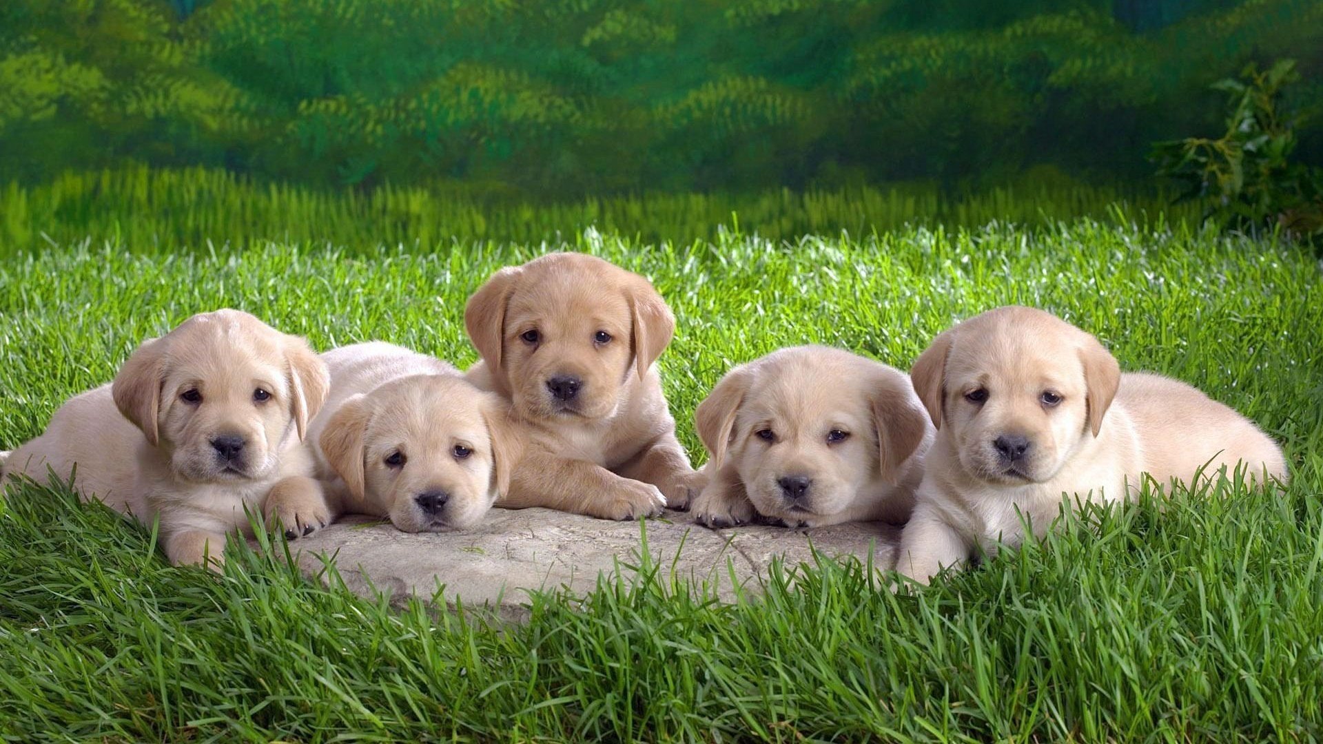 animal dog