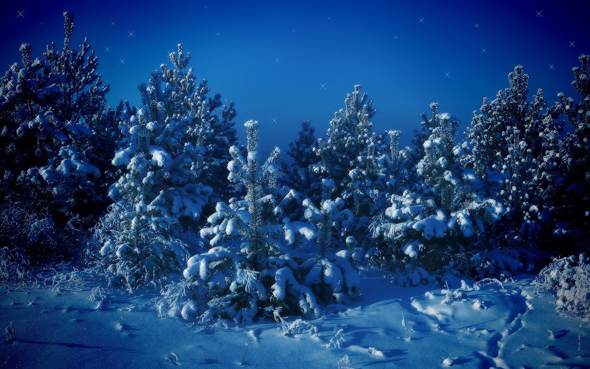 tree snow trees winter blue