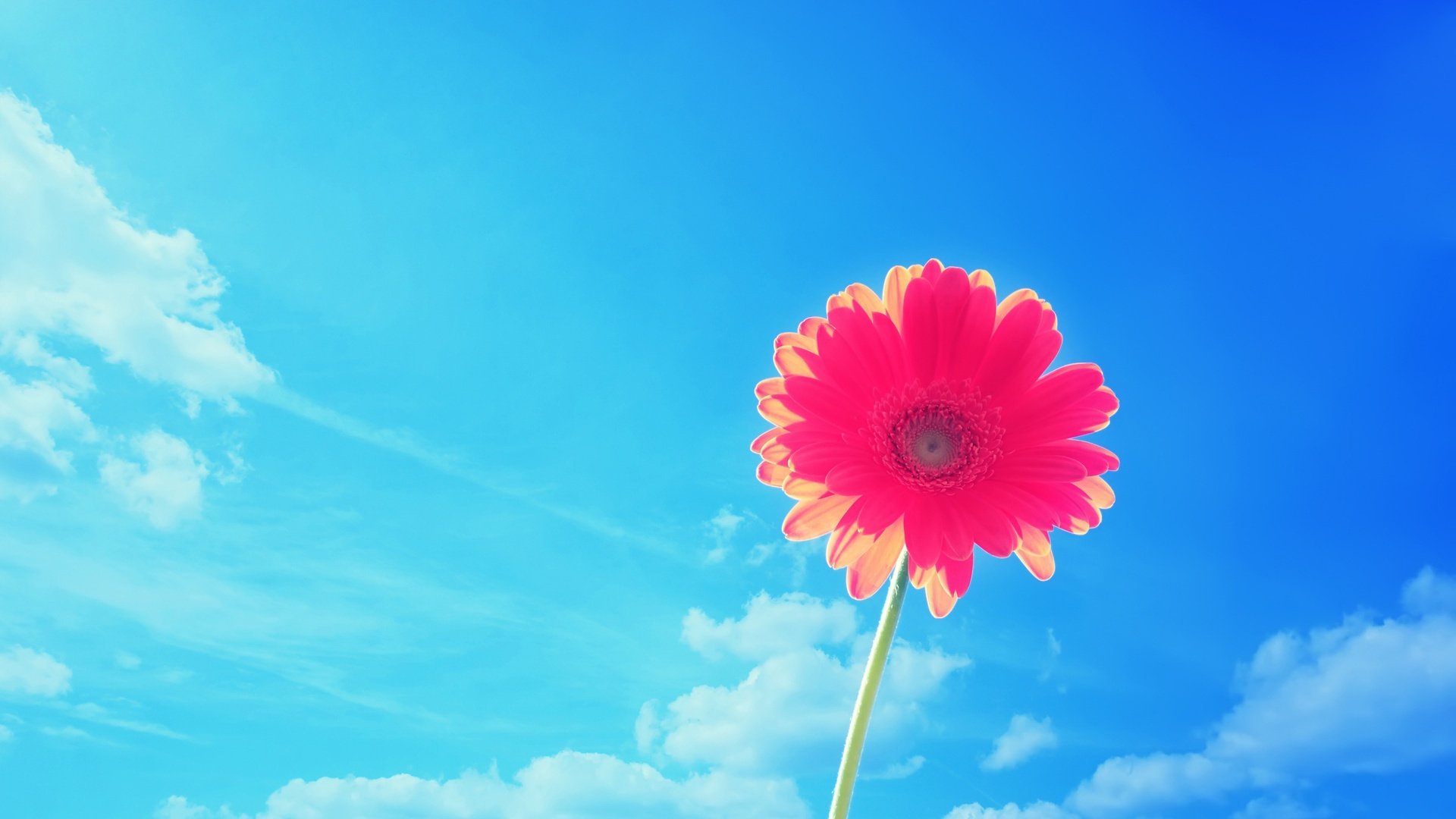 naturaleza cielo flor verano