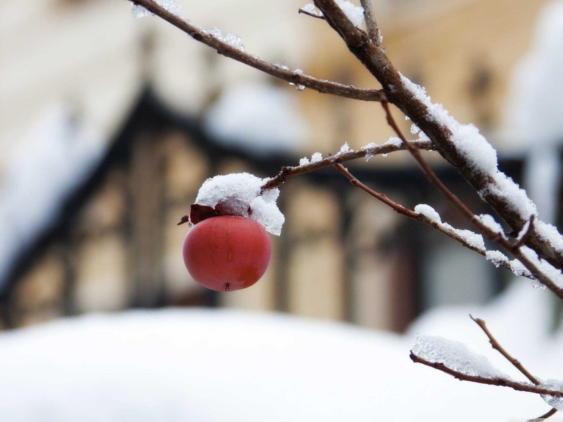 erster schnee obstbaum schnee zweige baum zweig frucht