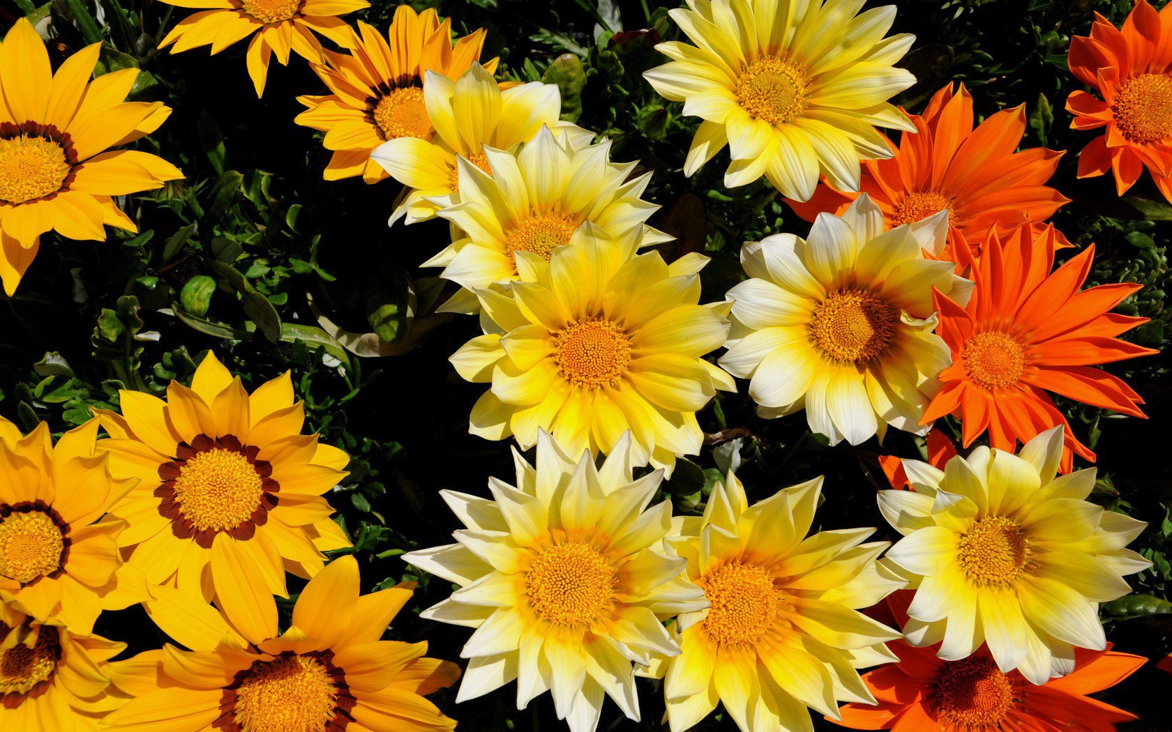 blumen blütenblätter blätter