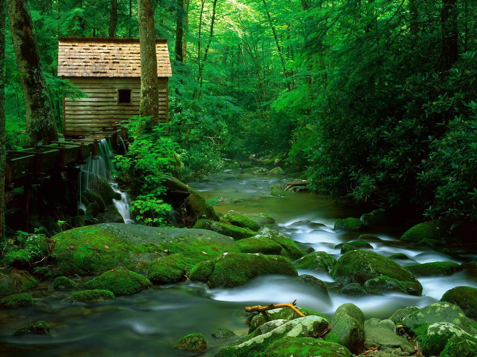 foresta casa fiume pietre
