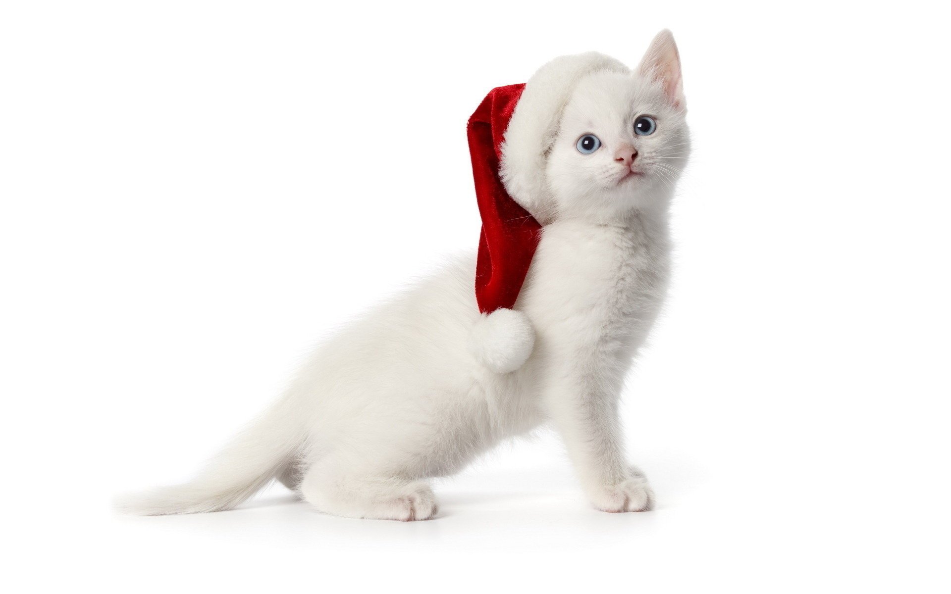 gattino berretto bianco