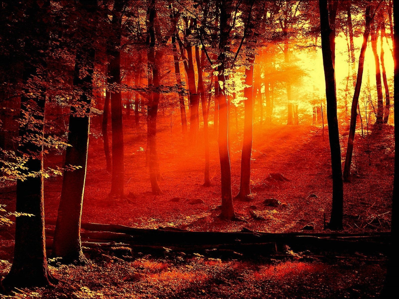 foresta luce alberi ombre