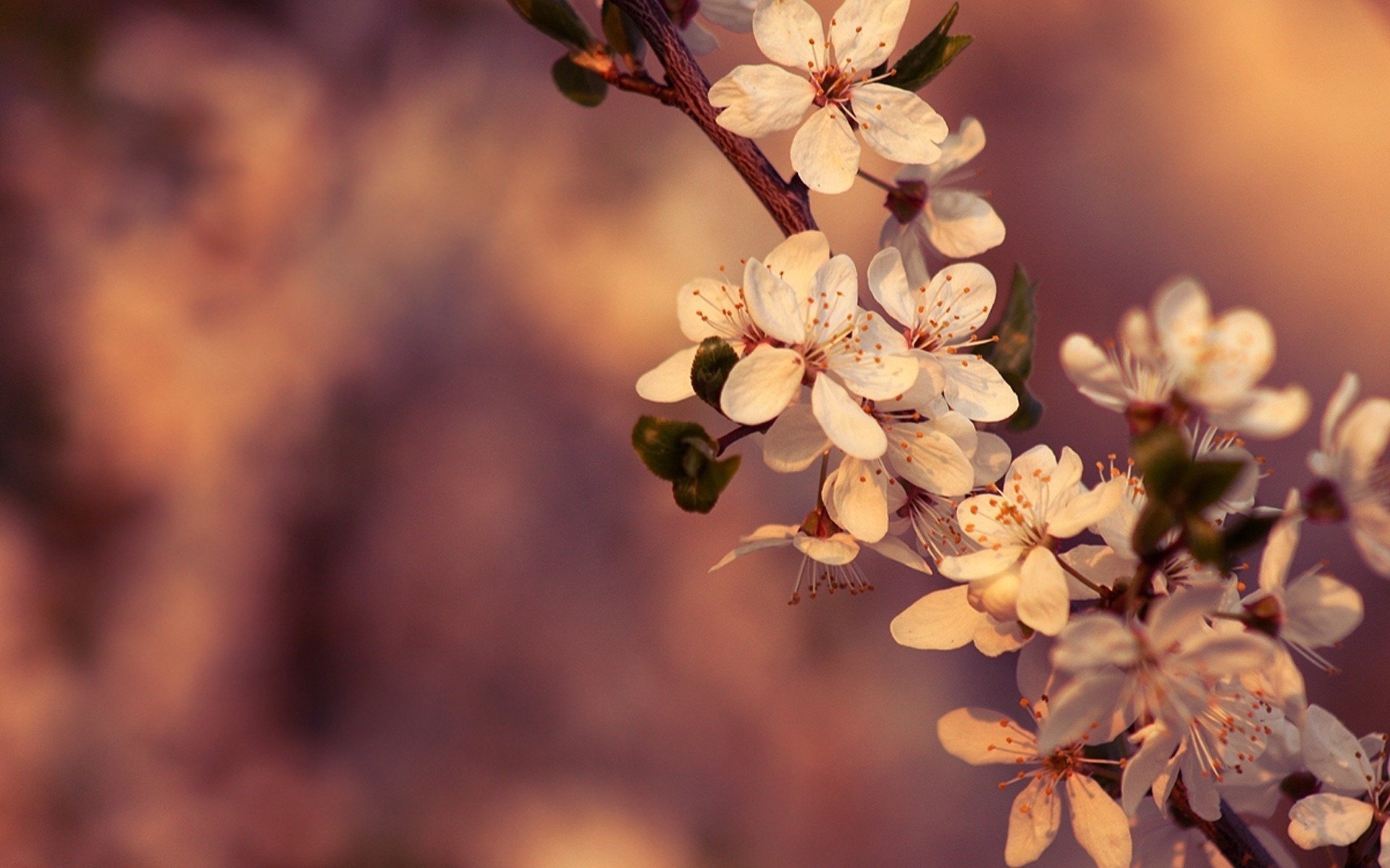 flowers branch spring flowering macro cherry color