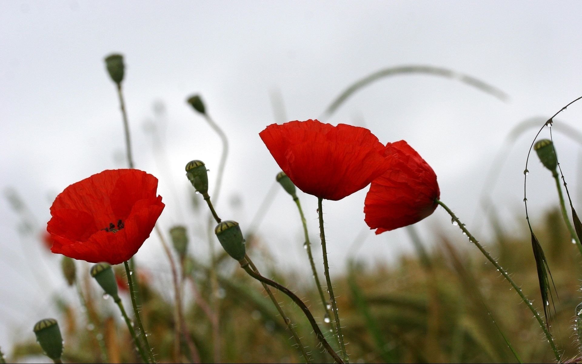 mohnblumen blumen sommer natur tropfen wetter stimmung