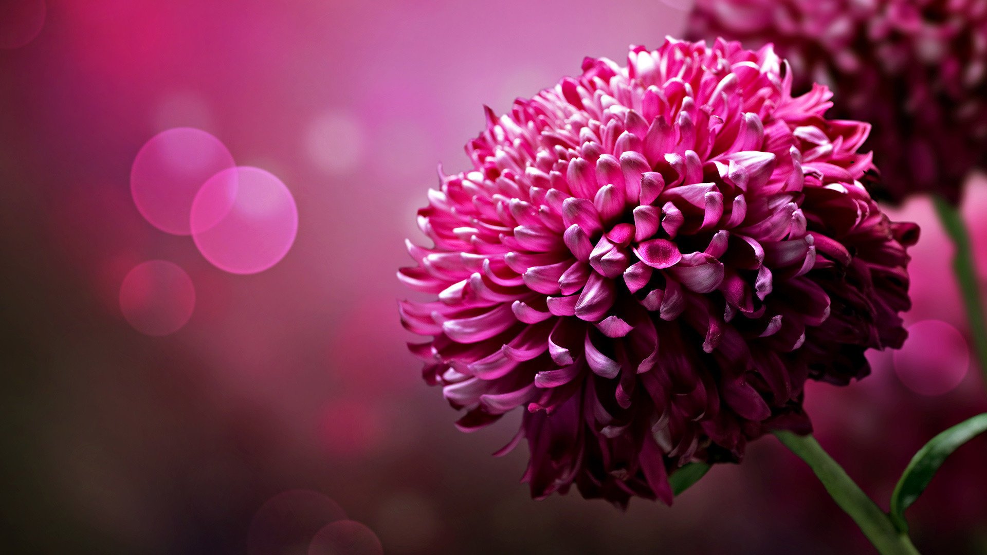 fleur couleur fond luminosité chrysanthème pétales