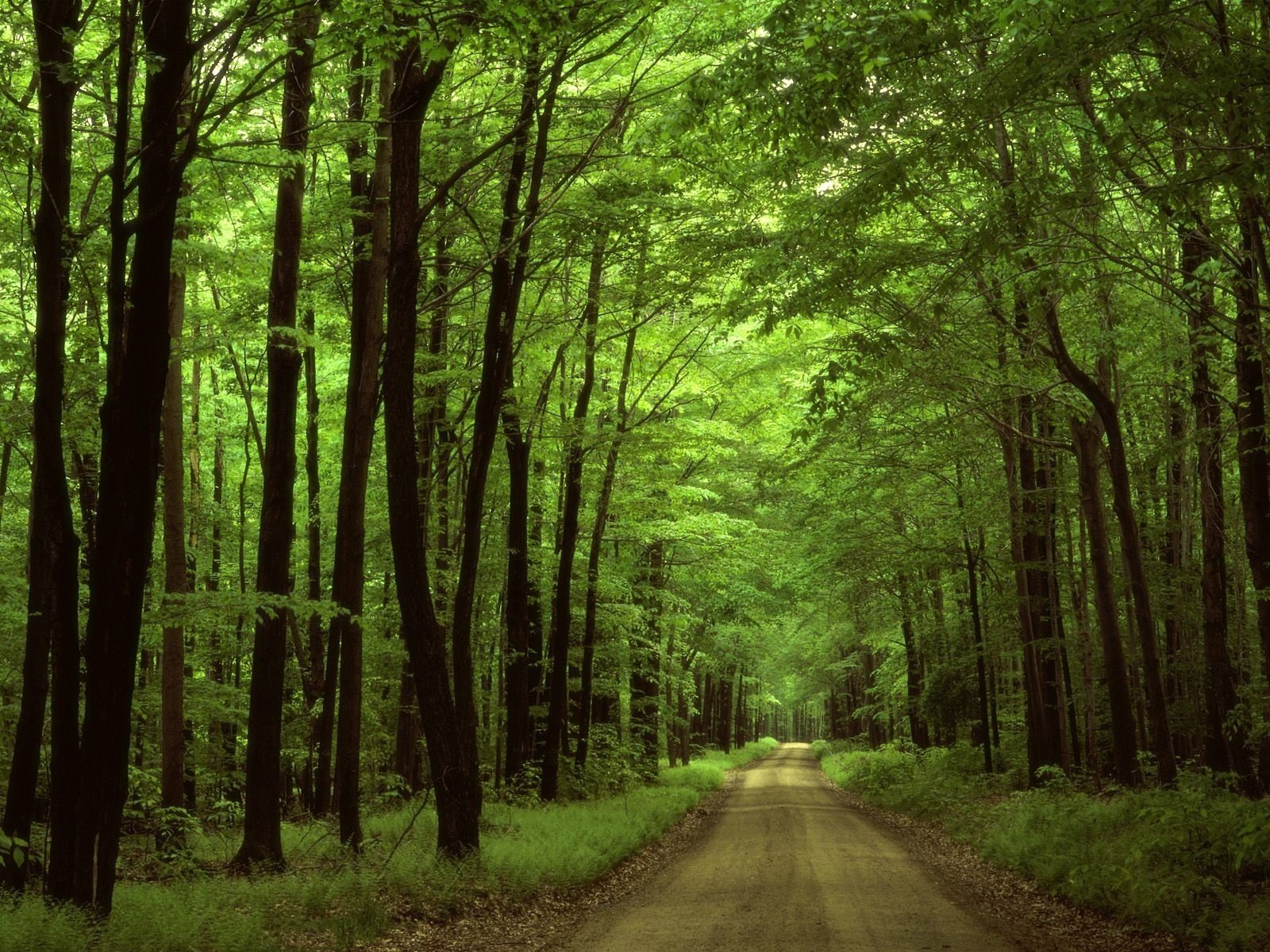 foresta strada rami erba