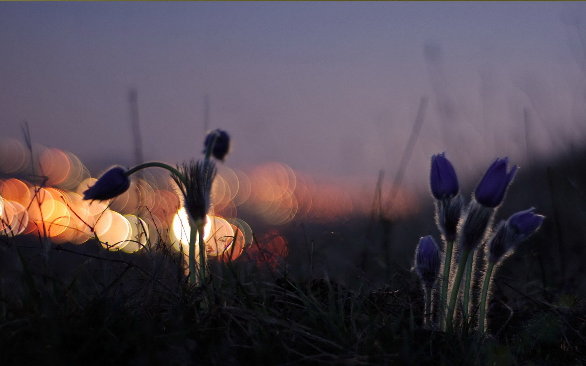 nuit fleurs lumière nature