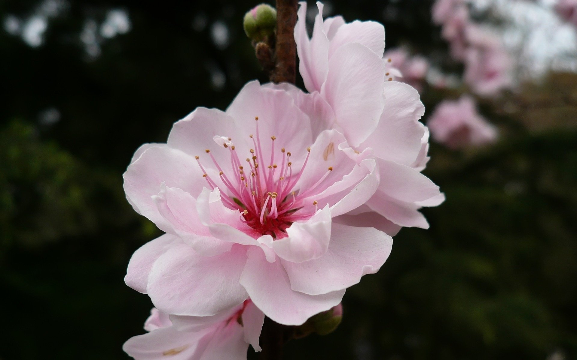 fiore ciliegia colore ramo rosa
