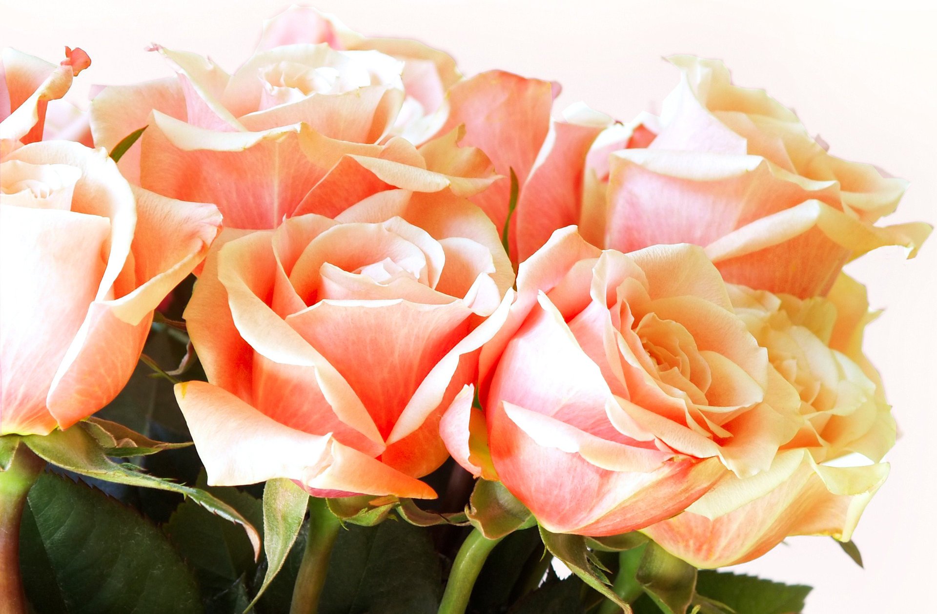 flores rosas capullos pétalos ramo