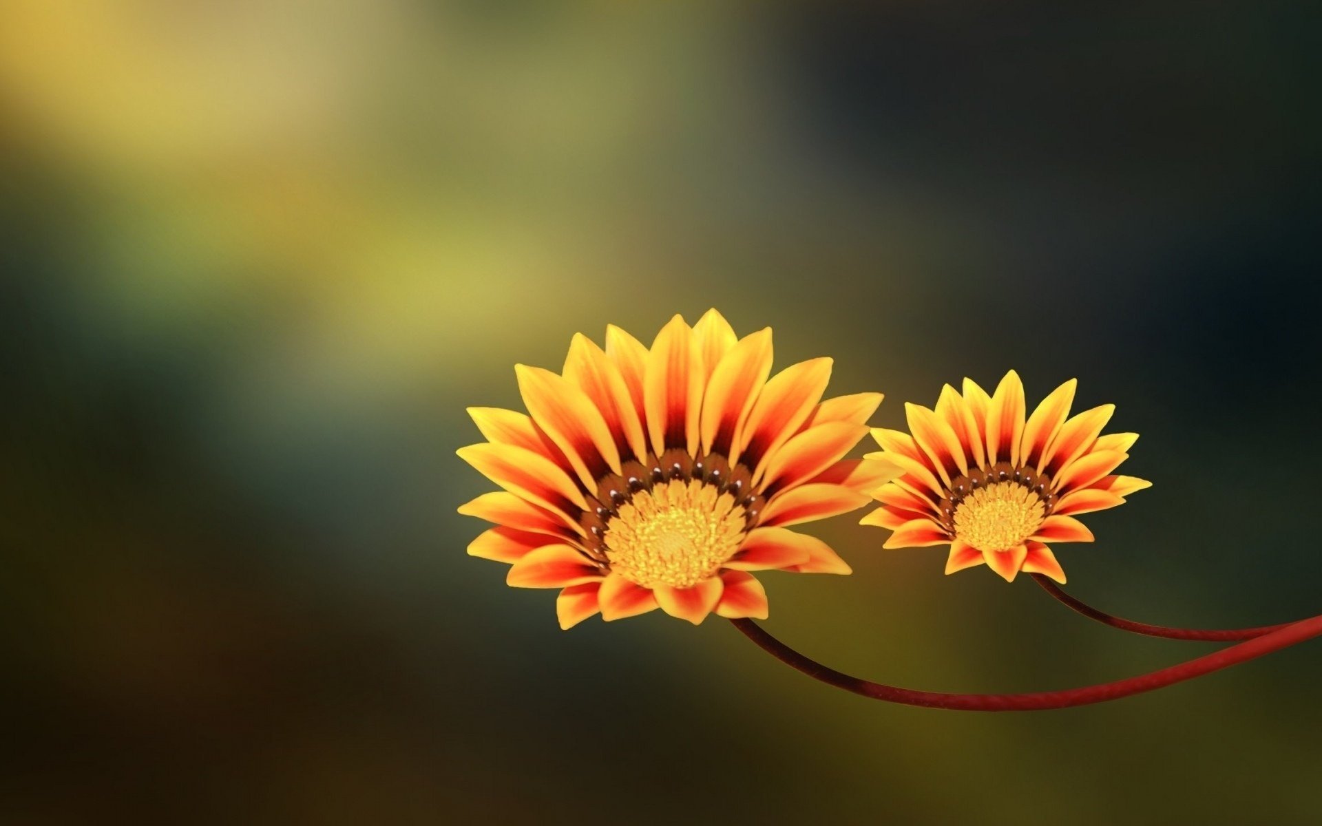 two flowers para kwiaty yellow orange